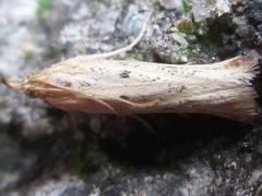 Hypsotropa solipunctella