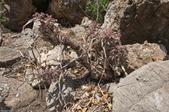 Cyphostemma lanigerum