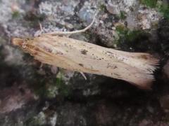 Hypsotropa solipunctella