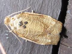 Choristoneura longicellana