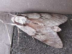 Sphinx morio arestus