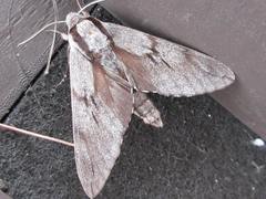 Sphinx morio arestus