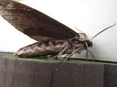 Sphinx morio arestus