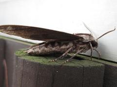 Sphinx morio arestus