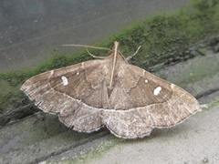 Cidariplura gladiata