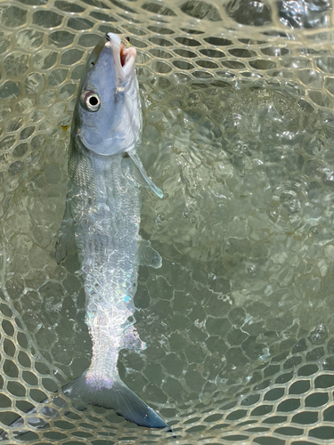 Shortjaw Bonefish