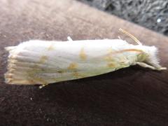 Calamotropha paludella