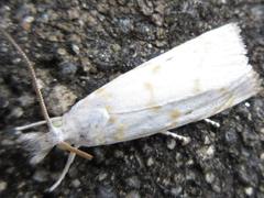 Calamotropha paludella