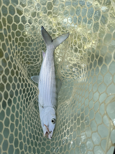 Albula glossodonta observed 2025-05-16