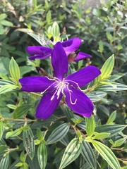 Pleroma semidecandrum