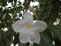 Tabernaemontana litoralis
