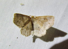 Metarranthis refractaria