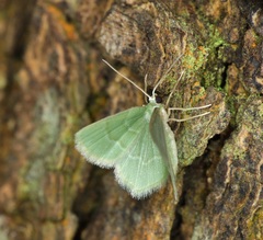 Idiochlora minuscula