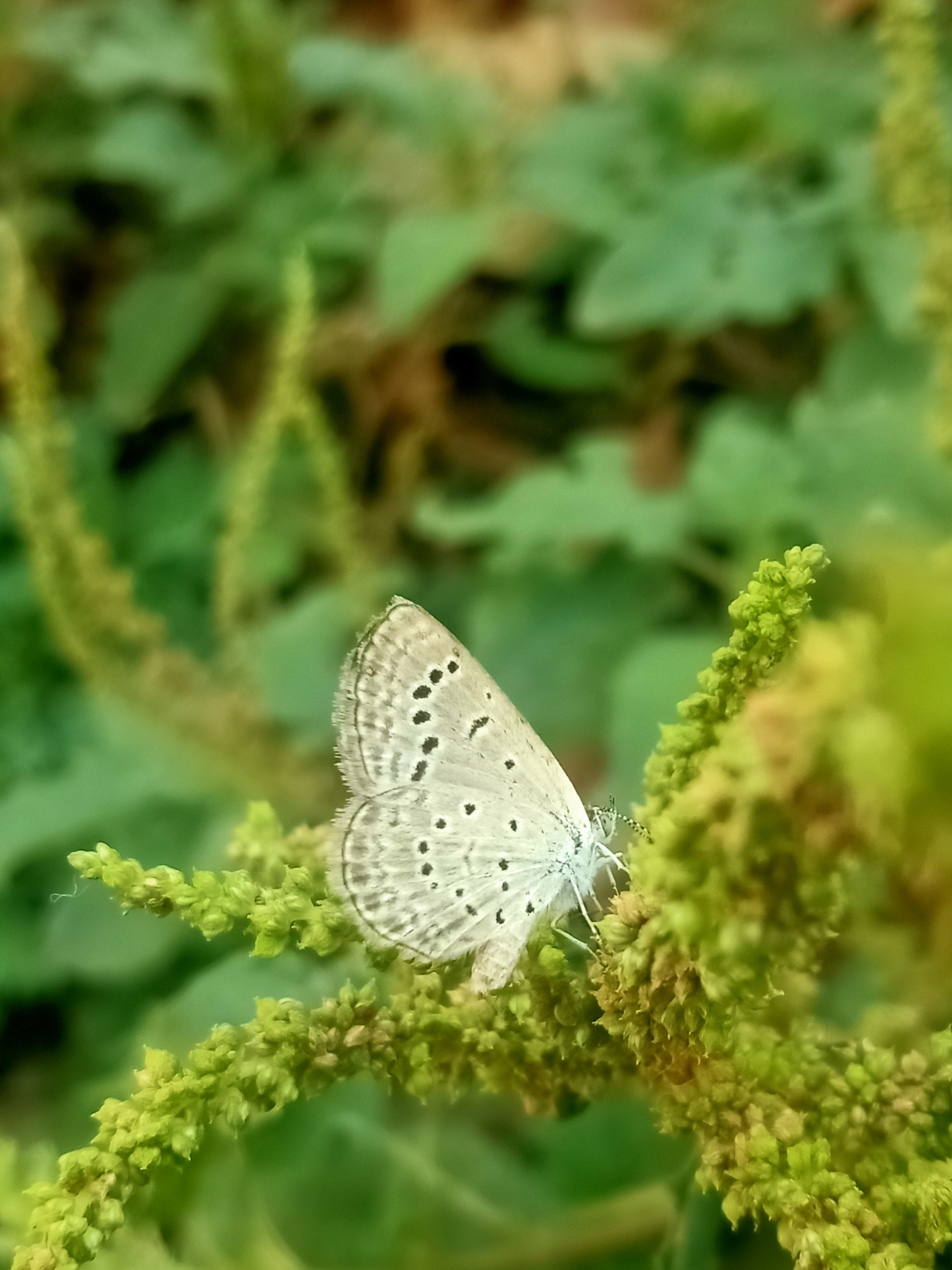 Dark Grass Blue
