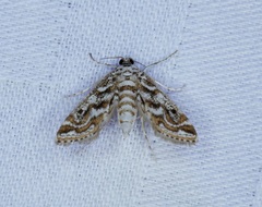 Parapoynx diminutalis