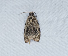 Phaecasiophora leechi