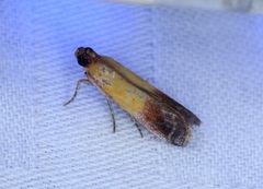 Piesmopoda semilutea