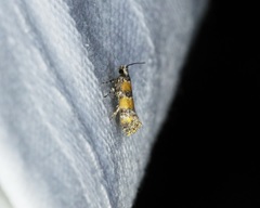 Promalactis lobatifera