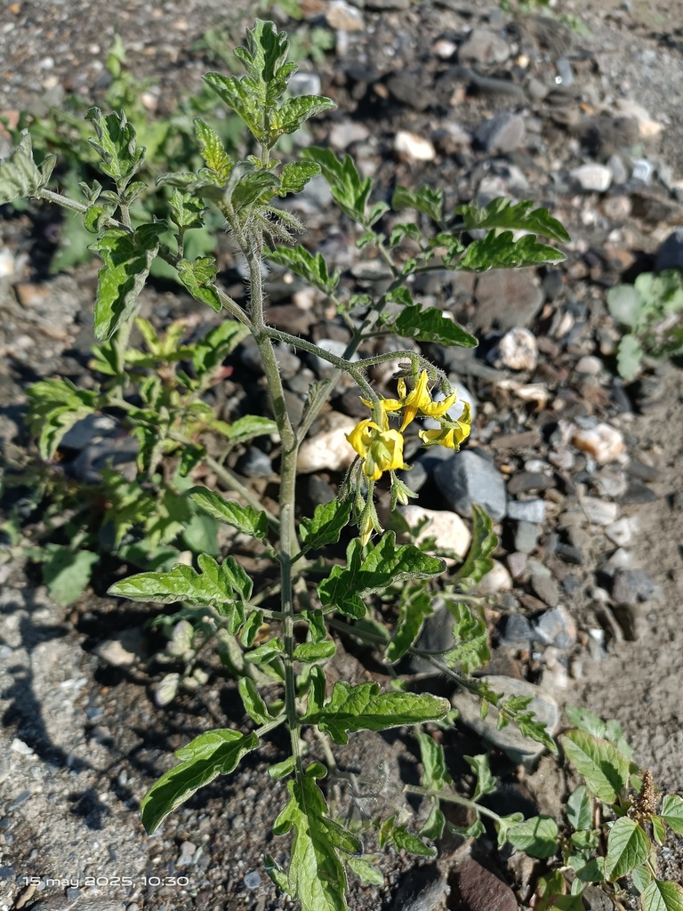 Solanum lycopersicum