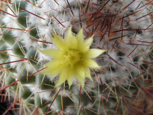 Pichilingue Nipple Cactus