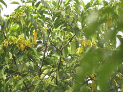 Cananga