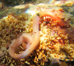 Glyceridae