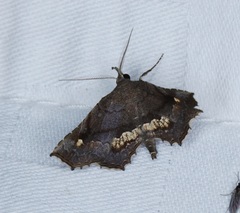 Throana pectinifer
