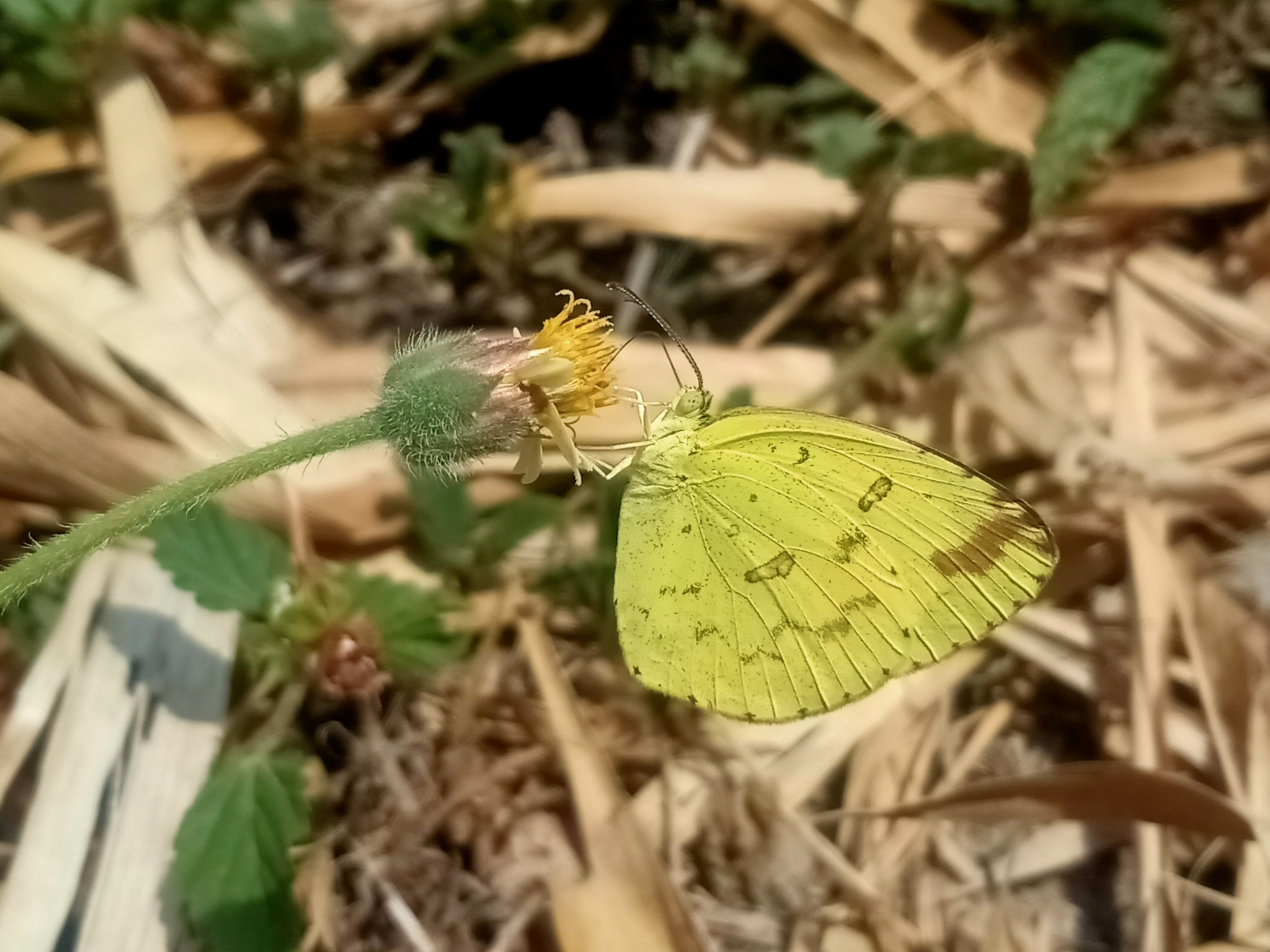 Common Grass Yellow