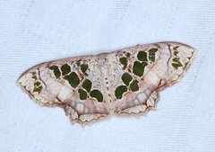 Scopula vicina
