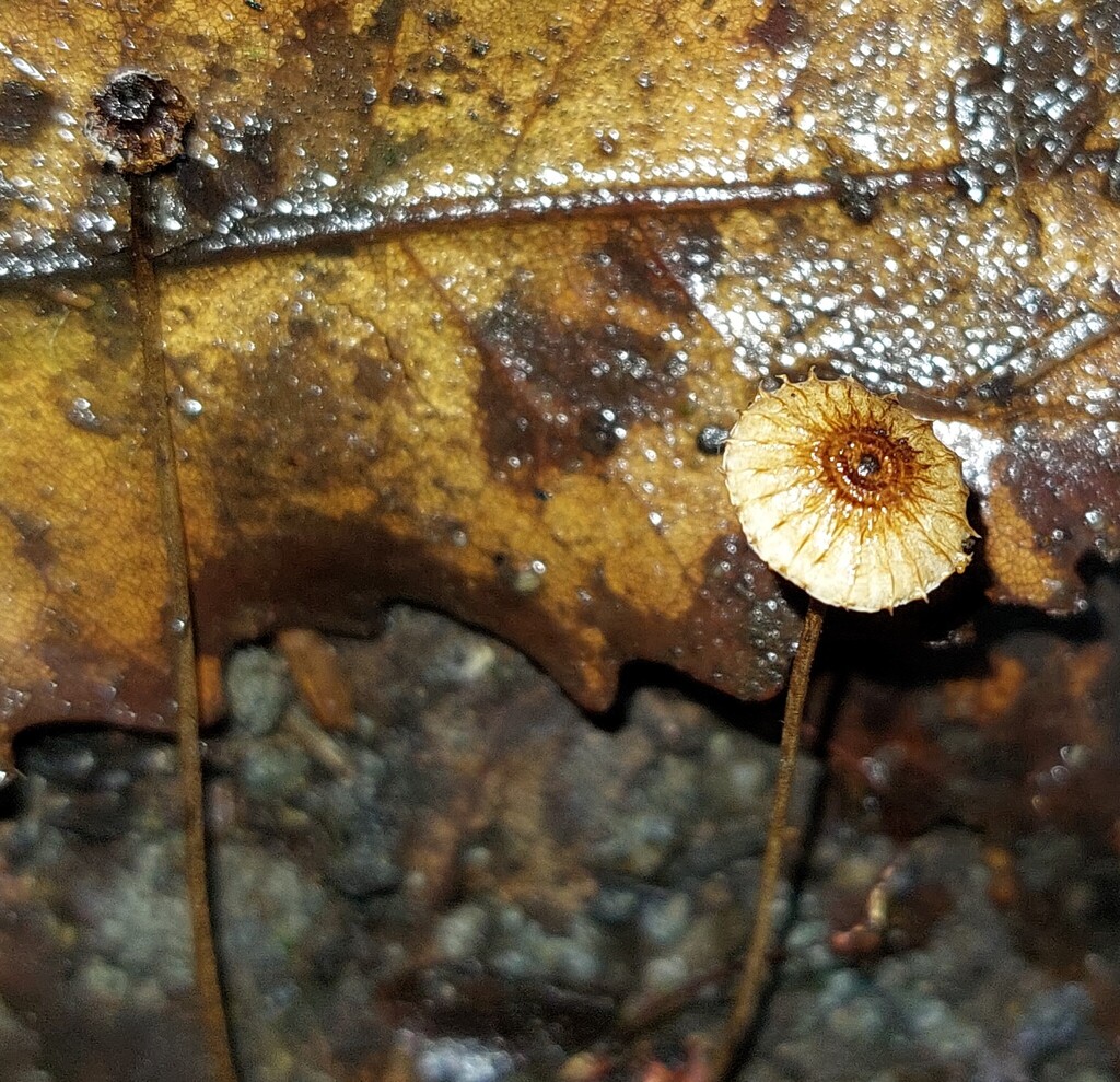 Crinipellis procera · May 2025 · photo: © catchwords (iNaturalist, cc-by)