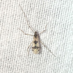 Erioptera venusta