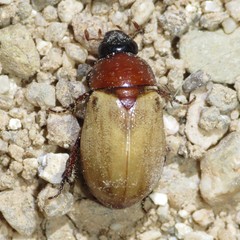 Cyclocephala melanocephala