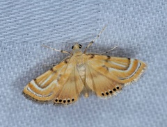 Cataclysta angulata
