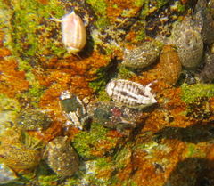 Isocladus armatus