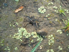 Riccia crystallina