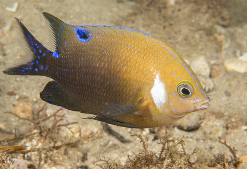 Witoor-rifjuffer (Parma microlepis) — Pomacentridae