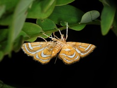Cymoriza