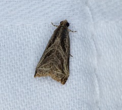 Dactylioglypha tonica