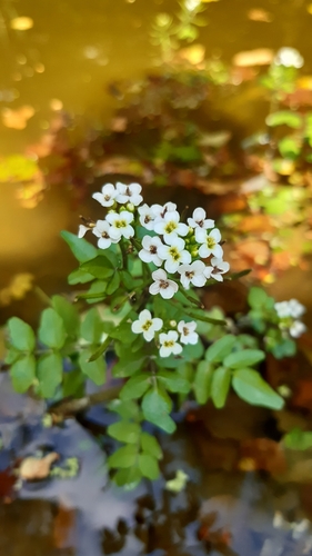 Otra foto de Watercress