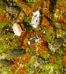 Isocladus armatus