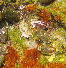 Isocladus armatus