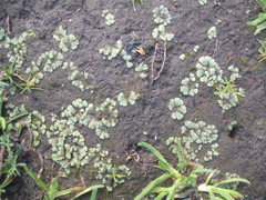 Riccia crystallina