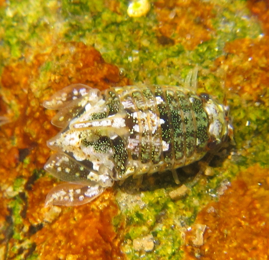 Isocladus armatus