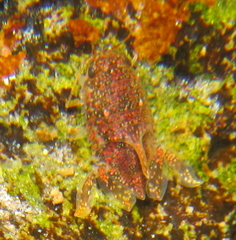 Isocladus armatus