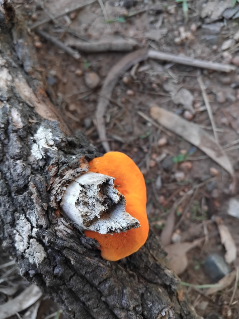 Trametes coccinea · May 2025 · photo: © sofiazed1 (iNaturalist, cc-by)