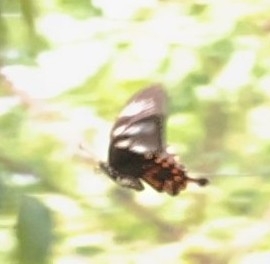 Common Mormon