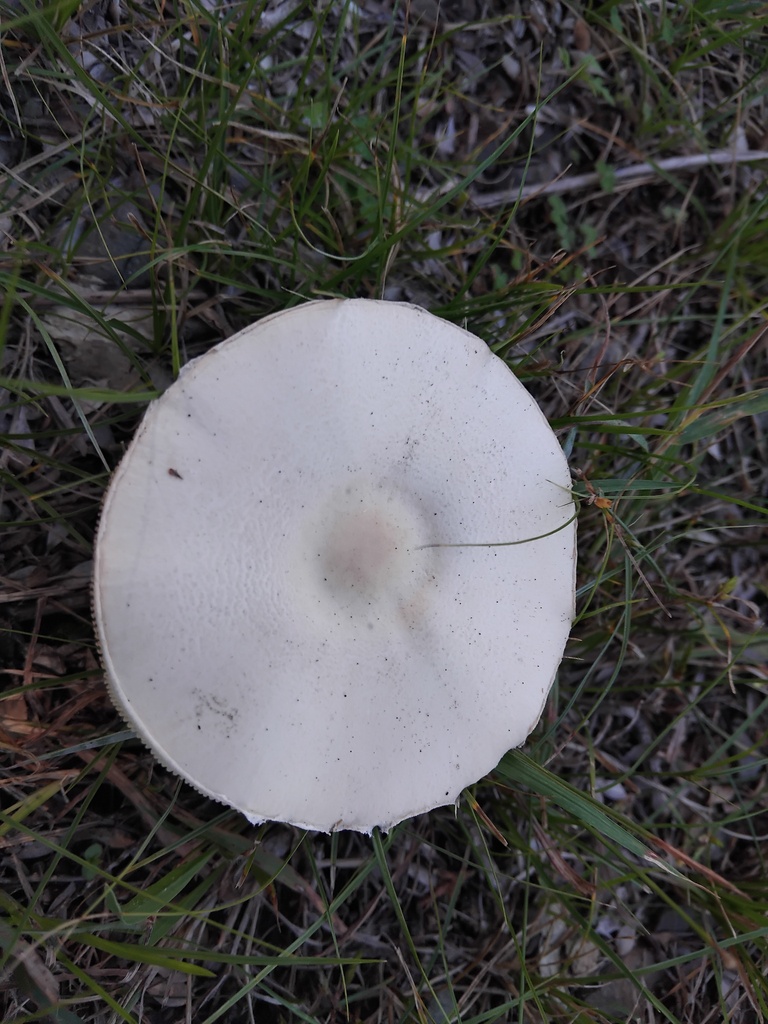 Leucocoprinus leucothites · May 2025 · photo: © sofiazed1 (iNaturalist, cc-by)