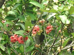 Syzygium aqueum
