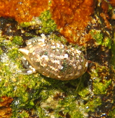 Isocladus armatus