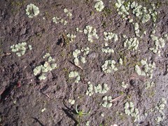 Riccia crystallina